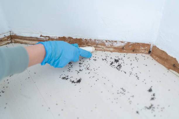 Best Ant Control Services  in Veazie, ME